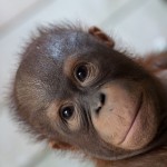 Kalimantan, Borneo, Indonesia