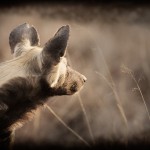 Sabi Sands Game Reserve, South Africa