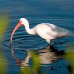 Sanibel Island, Florida