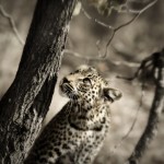 Timbavati Game Reserve, South Africa