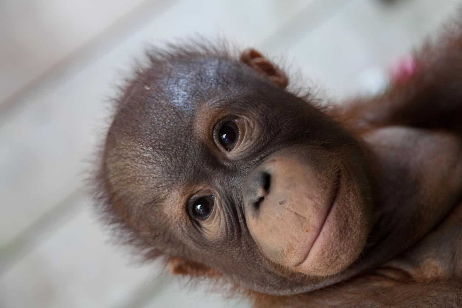 hospidor-orangutan