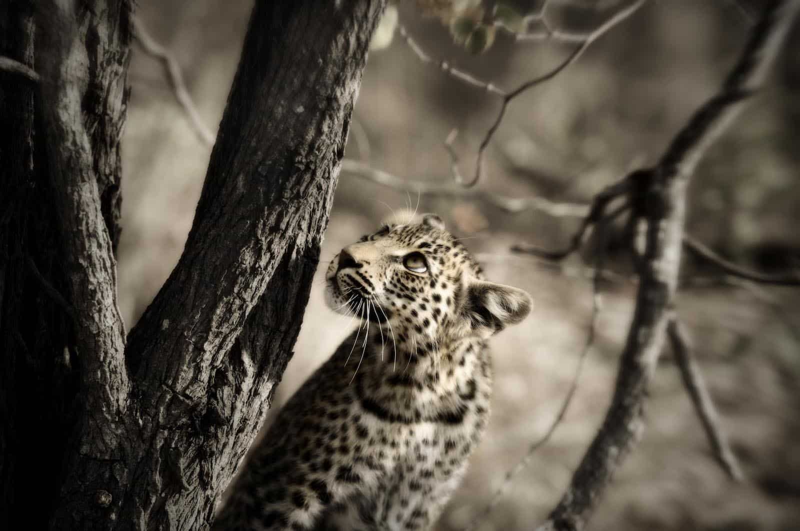 hospidor-timbavati-leopard